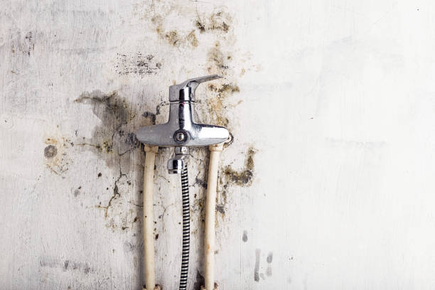 Best Affordable Mold Removal  in Westchester, IL