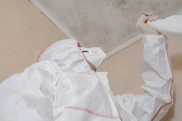 Attic Mold Removal in Westchester, IL