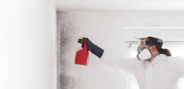 Best Attic Mold Removal  in Westchester, IL