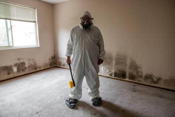Best Attic Mold Removal  in Westchester, IL